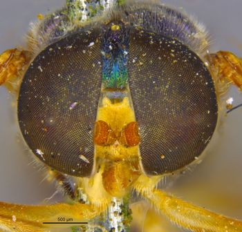 Media type: image;   Entomology 12539 Aspect: head frontal view
